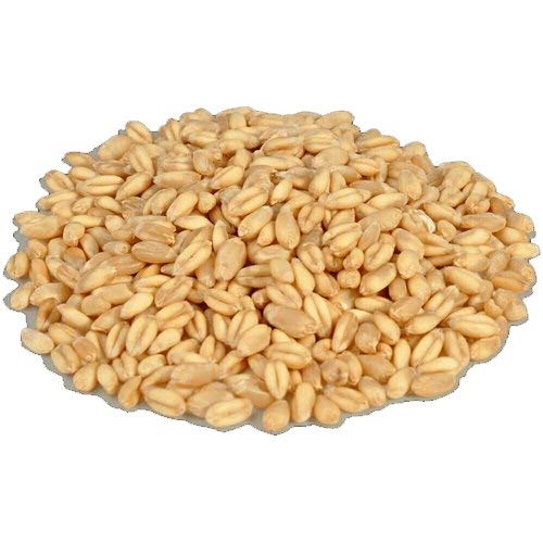 Shewai Gahu500Gm