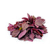 Deth bhaji