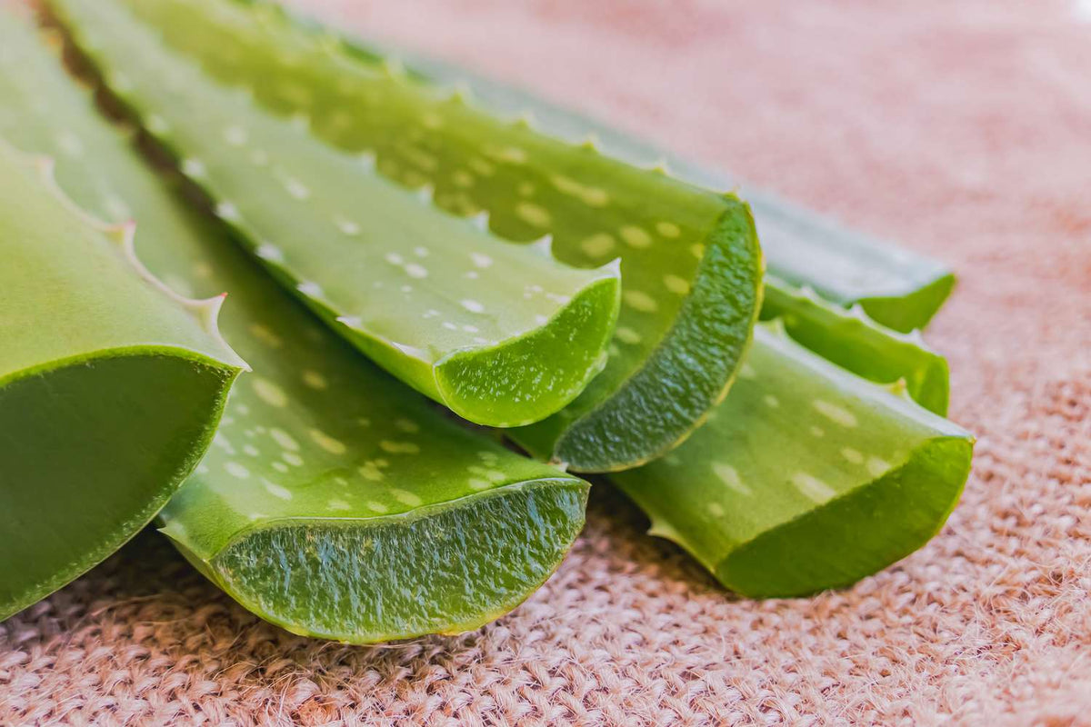 Alovera leaf