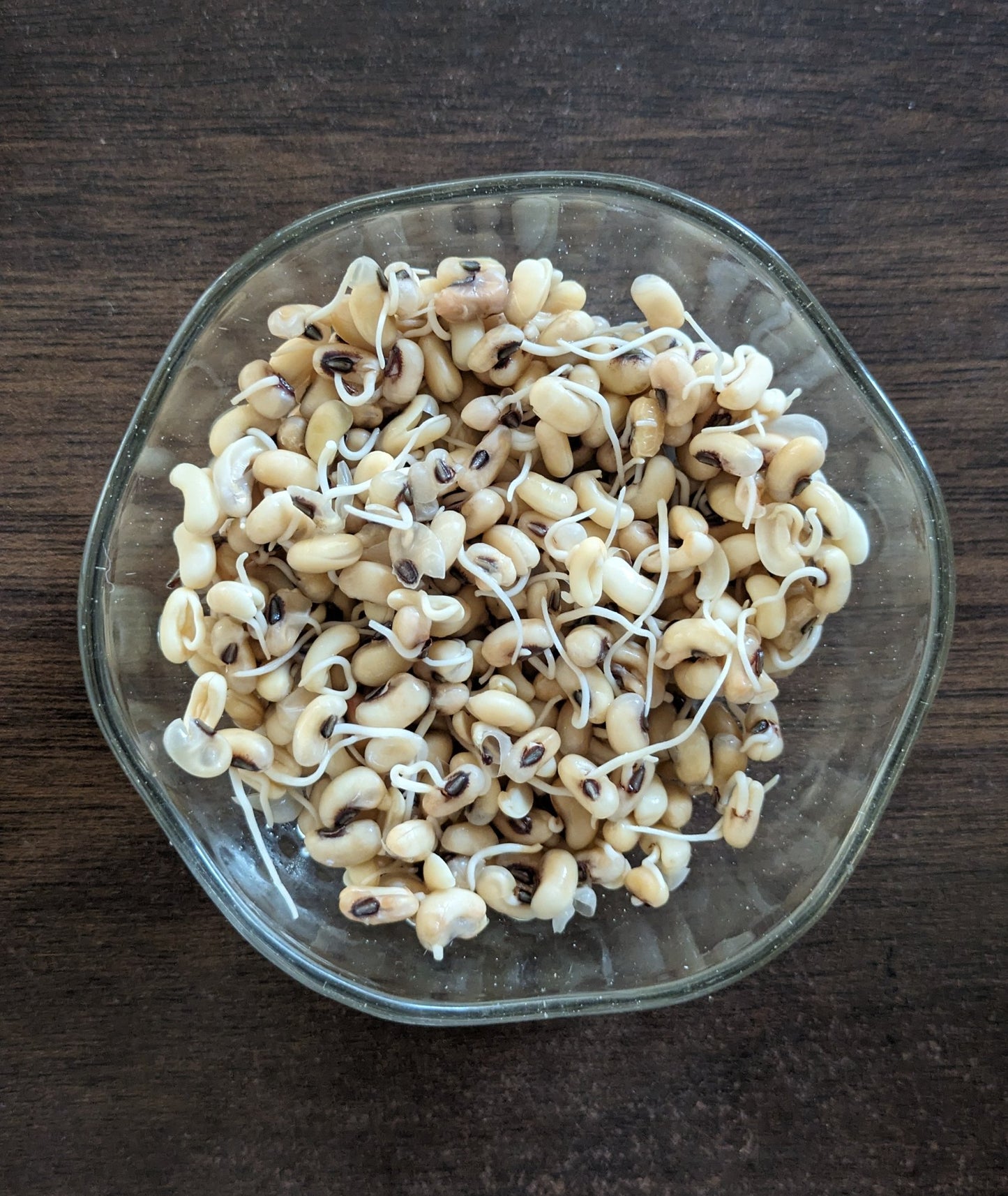 Chawali Sprouts