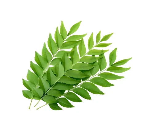 Kadipatta