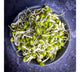 Hirva moog sprout