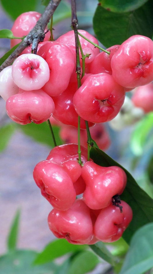 Jam Fruit