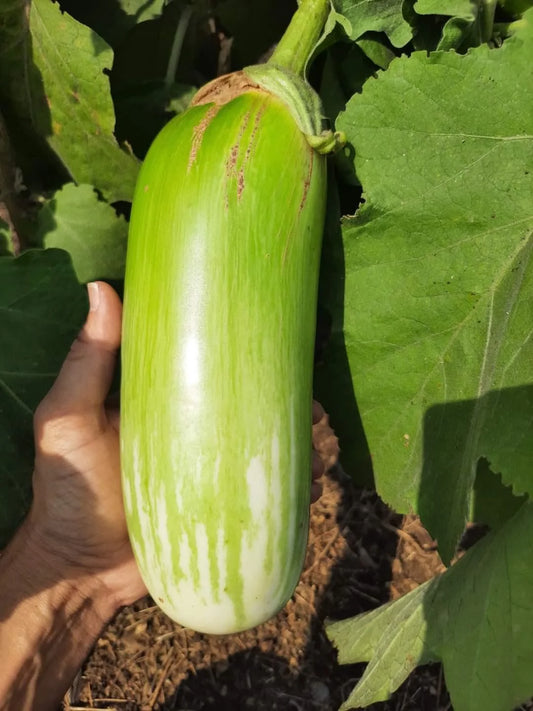 Wangi Jalgao