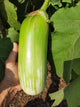 Wangi Jalgao