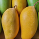 Totapuri Mango