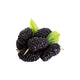 Mulberry
