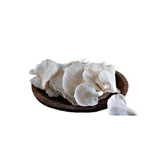 Oyster Mashroom