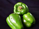 Shimla Mirchi